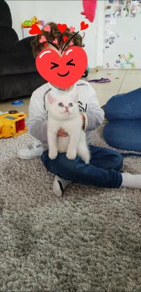 חתול סקוטי סטרייט, בן חודשיים,