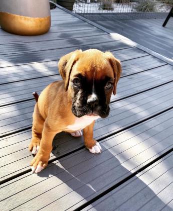 שני גורי בוקסר גזעיים בן