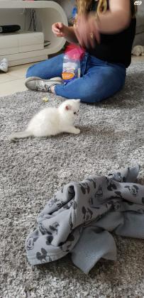 חתול סקוטי סטרייט, בן חודשיים,