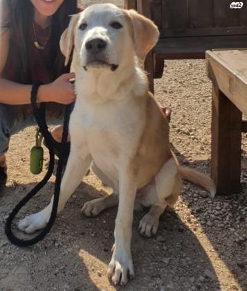 גור לברדור מעורב בן 8