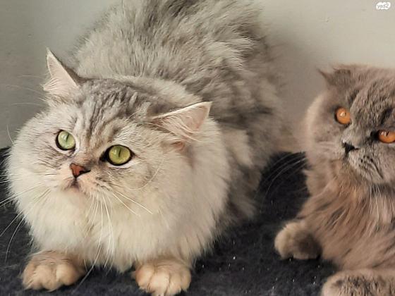 זכר סקוטי שיער ארוך(היילנד) בן