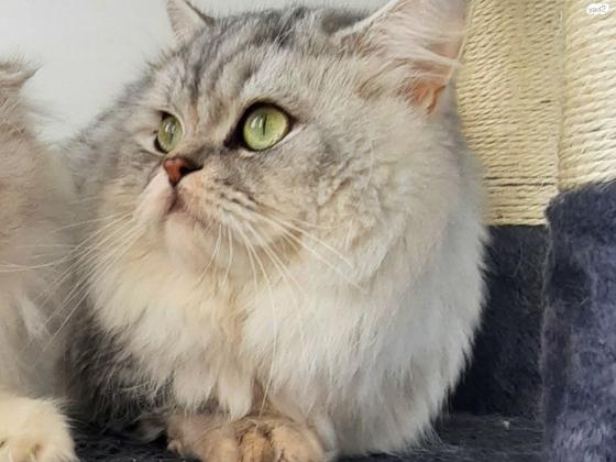 זכר סקוטי שיער ארוך(היילנד) בן