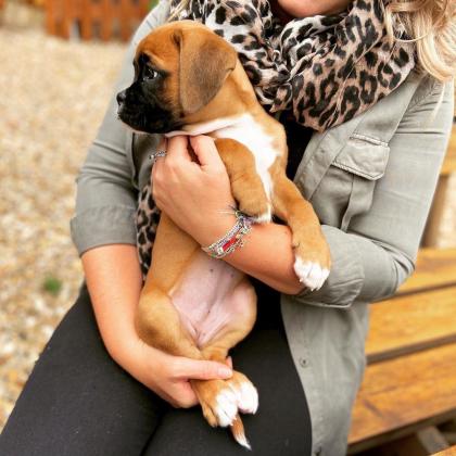 שני גורי בוקסר גזעיים בן