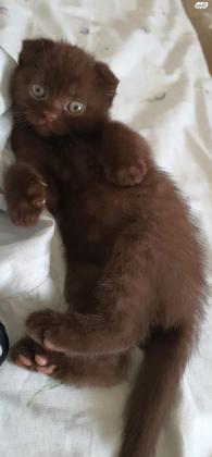 גור סקוטי פולד בצבע חום מיוחד