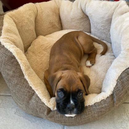 שני גורי בוקסר גזעיים בן