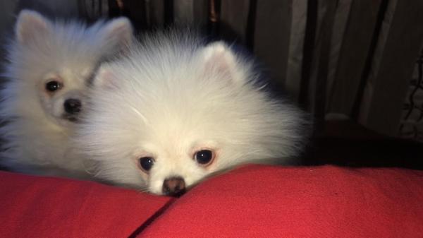 גורי פומרניאן גזעיים למכירה, בעלי