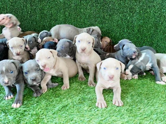 גורים אמריקן בולי (American bully)