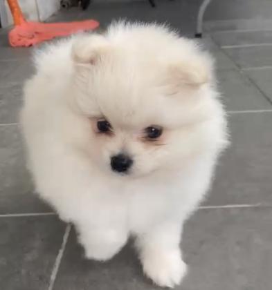 פומרניין נקבה בת 4 חודשים