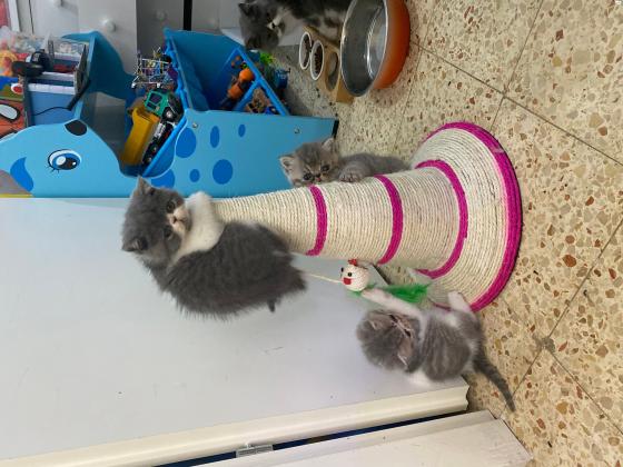 פרסי אקזוטי קצר שיער ,ללא