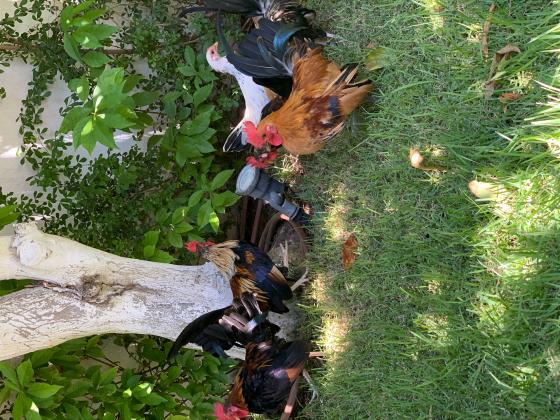 תרנגולות ערבי ננסי לבית מבוית