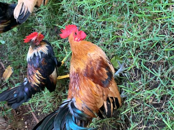 תרנגולות ערבי ננסי לבית מבוית