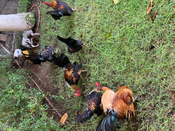 תרנגולות ערבי ננסי לבית מבוית