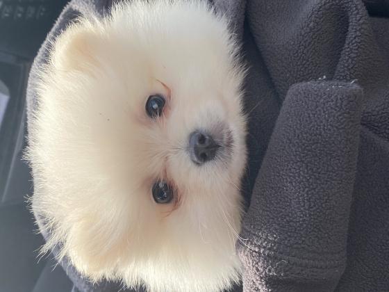 פומרניין נקבה בת 4 חודשים