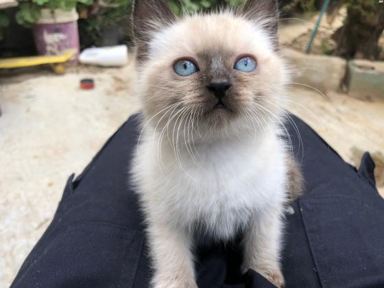 הימלאיה בן 3 חודשים רגוע וחמוד