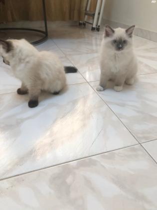 למכירה
גורי רגדול גזעיים(זכר ונקבה) מורג...