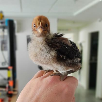 אפרוחים מדהימים של בראקל סילבר