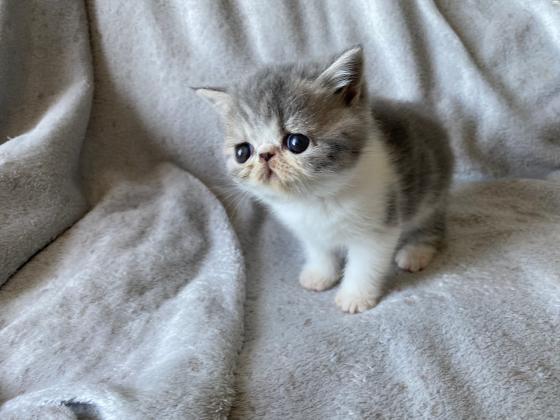 פרסי אקזוטי קצר שיער ,ללא