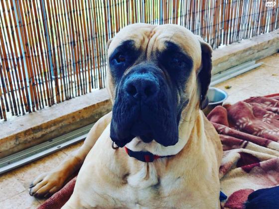 באלו מסטיף אנגלי מדהים בן