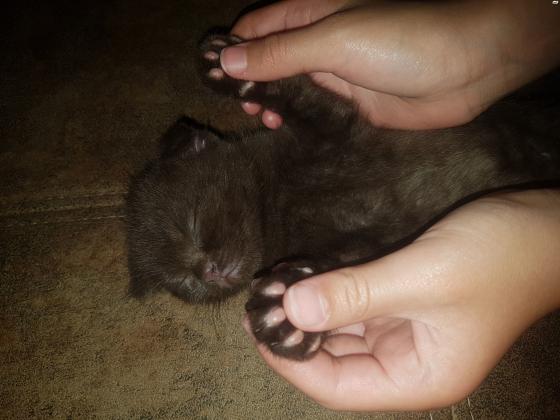 גור סקוטי פולד בצבע חום מיוחד