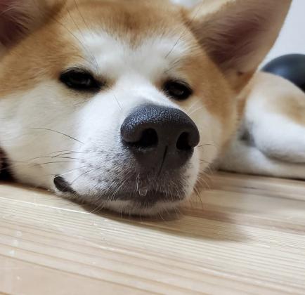 יש גורים אקיטה אינו/יפני למכירה