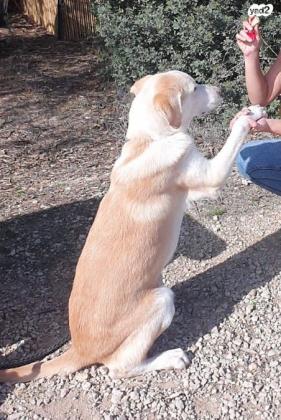 גור לברדור מעורב בן 8