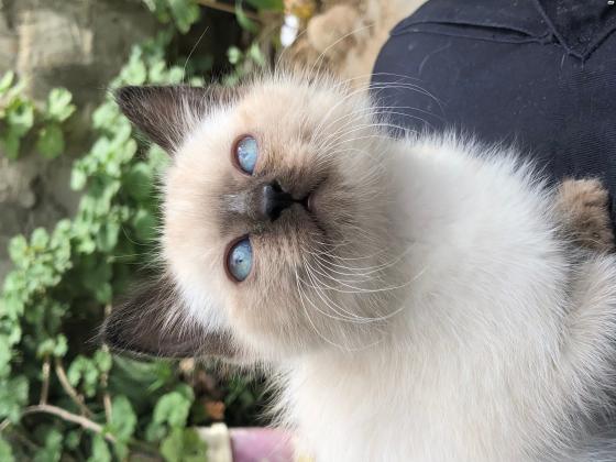 הימלאיה בן 3 חודשים רגוע וחמוד