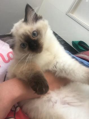 למכירה
גורי רגדול גזעיים(זכר ונקבה) מורג...