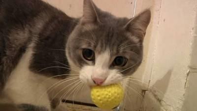 4 חתולים מתוקים שהצלתי מחפשים