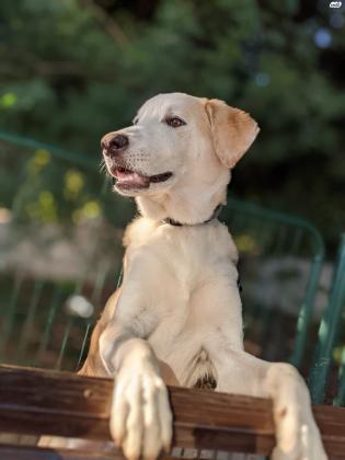 גור לברדור מעורב בן 8