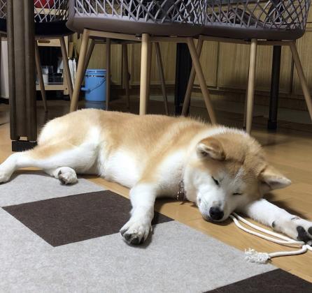 יש גורים אקיטה אינו/יפני למכירה