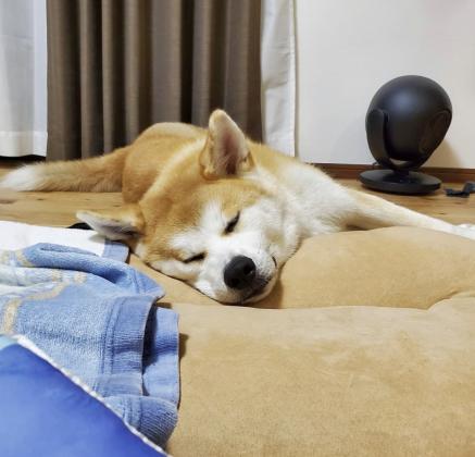 יש גורים אקיטה אינו/יפני למכירה