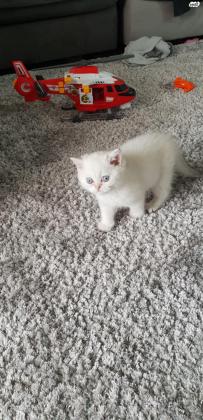 חתול סקוטי סטרייט, בן חודשיים,