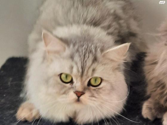 זכר סקוטי שיער ארוך(היילנד) בן