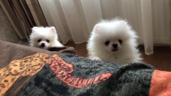 גורי פומרניאן גזעיים למכירה, בעלי