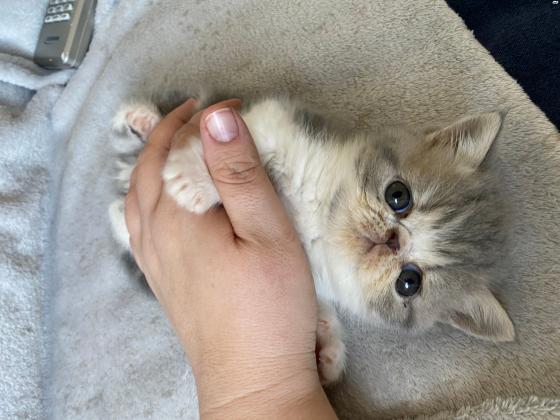 פרסי אקזוטי קצר שיער ,ללא