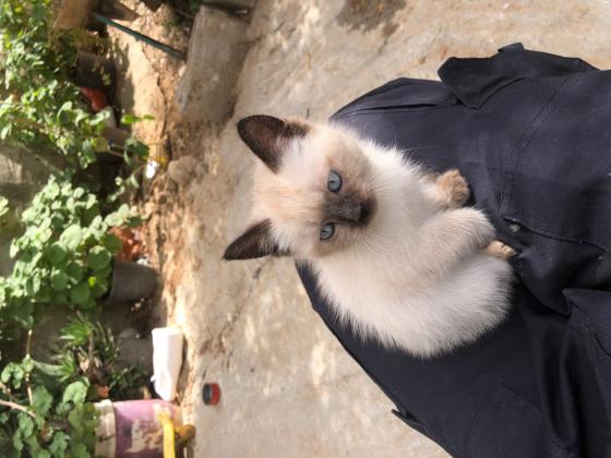 הימלאיה בן 3 חודשים רגוע וחמוד