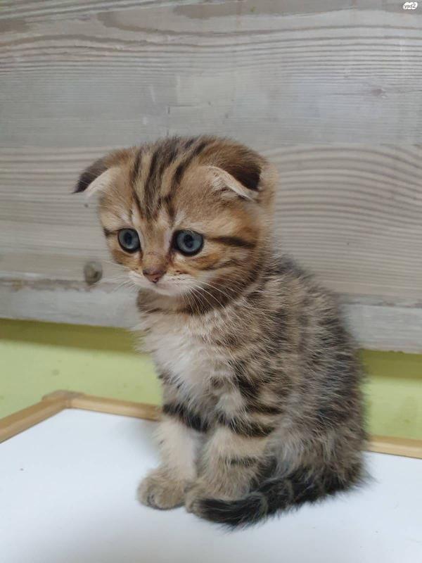 חתולים - גורים סקוטים חמודים אוהבים לשחק | מודעה-317761