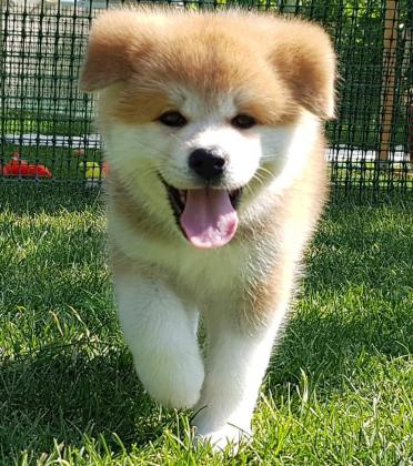 למכירה גורים אקיטה יפני מהממים