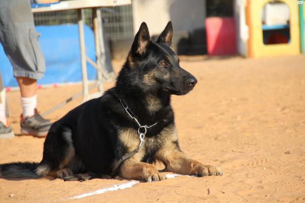 רועה גרמני קו עבודה