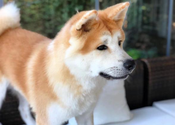 למכירה גורים אקיטה אינו /יפני