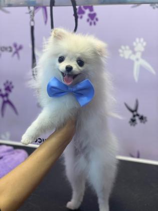 גור פומרניאן בן 6 חודשים