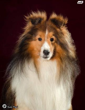 גורי שלטי כלב רועים שטלנדי