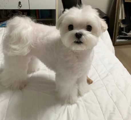 גורי מלטז זכר ונקבה שנמסרים