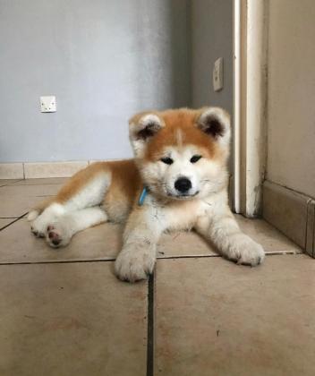 למכירה גורים אקיטה יפני מהממים