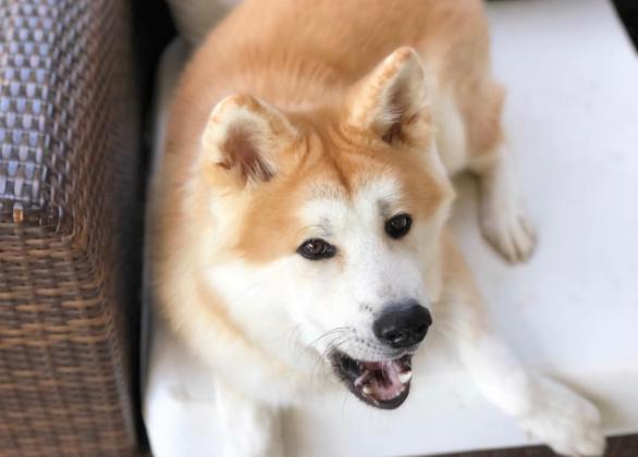 למכירה גורים אקיטה אינו /יפני