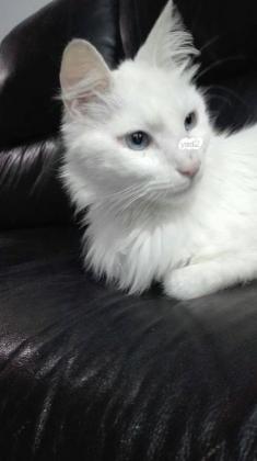 חתול אנגורה מסורס , נלכד