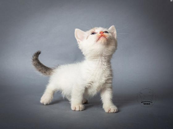 גורים מנצ'קין