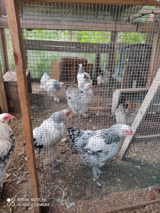 למכירה תרנגולות מסוג ברהמה קו