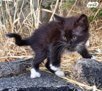 גור חתול מאוד חמוד בן חודשיים