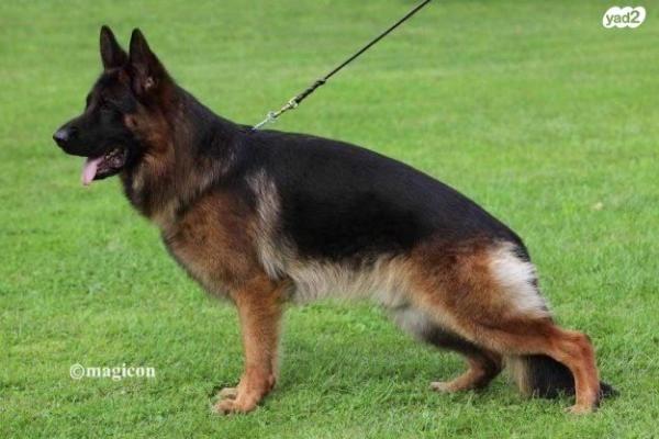 למכירה גורים רועה גרמני קו